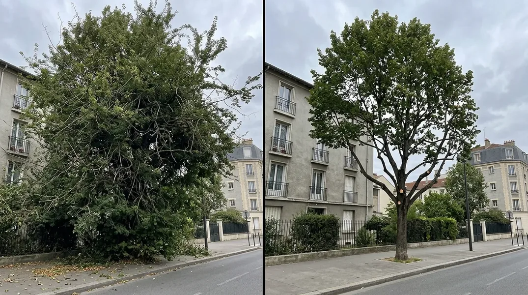 Résultat élagage au Mans — Elagage Le Mans